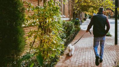 How to stop a dog pulling on a leash