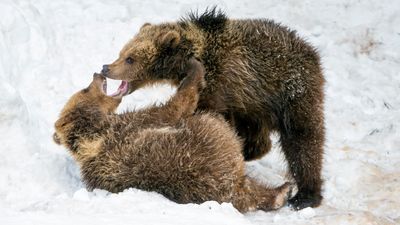 Watch adorable bear cubs frolicking in the snow at Yellowstone