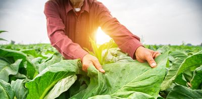 Thirsty tomatoes emit ultrasonic sounds – and other plants may be listening