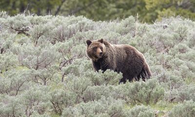 Probe launched as grizzly bear is found dead near Yellowstone