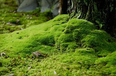 Moss Is A Powerful Carbon Storage Solution. Can It Help Fight Climate Change?