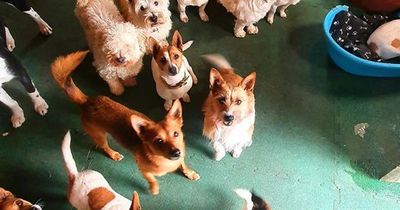 Volunteer-led dog sanctuary putting on dog parade in St Anne's Park this weekend