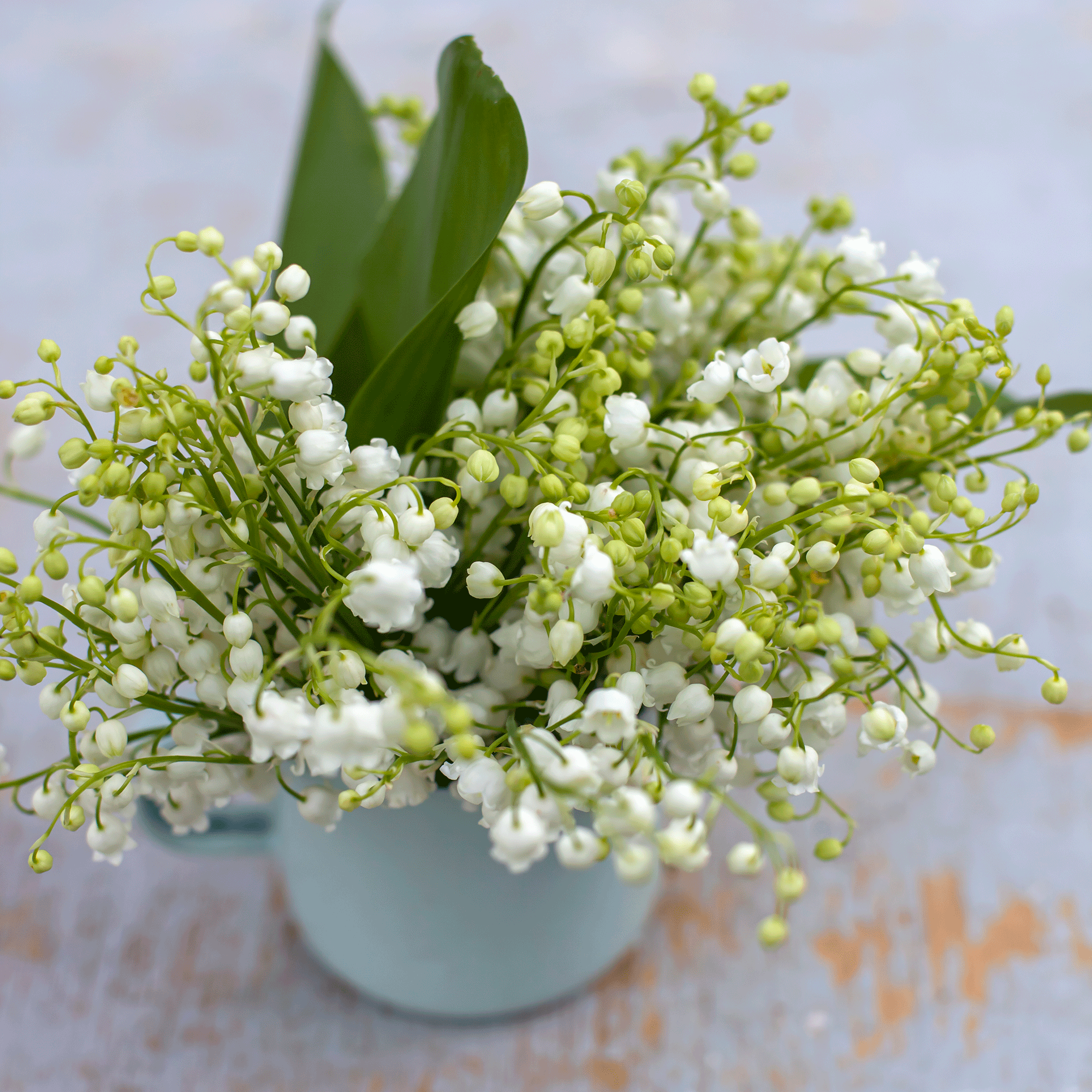 These are the flowers we're likely to see at the King's coronation this weekend