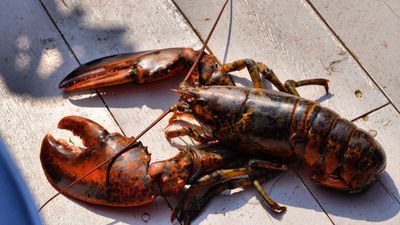 Smugglers Hid 70 Graphics Cards Among 617 Pounds of Live Lobster