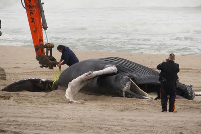 NJ GOP seeks wind projects halt to see if whales benefit