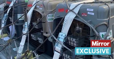 Desperate beagles bred to be stuck in crates and flown to UK to be used in labs