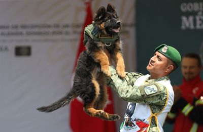 Turkey gifts Mexico adorable pup after a rescue dog was lost on quake duty