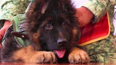Türkiye sends Mexico puppy after army dog dies rescuing earthquake victims