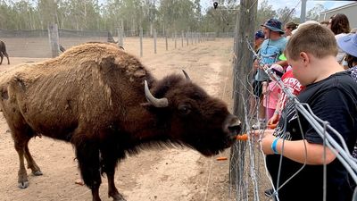 Sick bison moved, but questions remain over dead animals amid settlement dispute