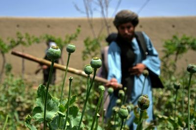 No alternative: Afghan farmers lament Taliban poppy ban