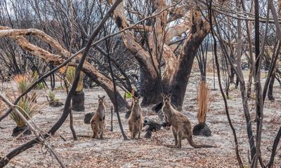 The market won’t restore Australia’s degraded ecosystems. Labor needs to get its priorities straight