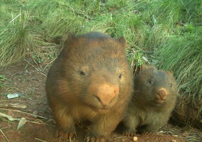 AI cameras reveal the survival stories of Australian animals after bushfires