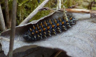 Country diary: A healthy population of rare caterpillars