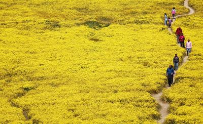 The dazzling, troubling history of California superbloom tourism