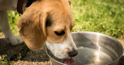 Expert warns that tap water could be bad for your pets