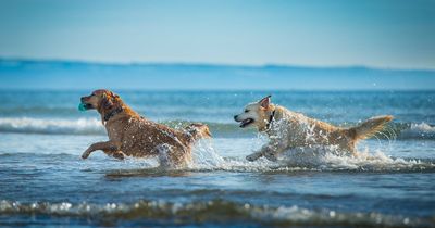 The Scottish beaches with dog bans and restrictions - full list pet owners should know