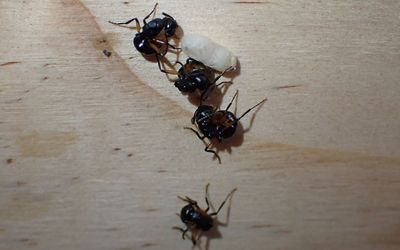 Ant colony can ‘play dead’ to stay safe against predators