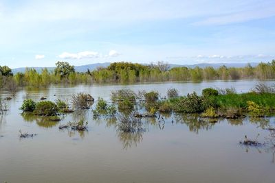 The latest to be evacuated from California's floods? Bunnies