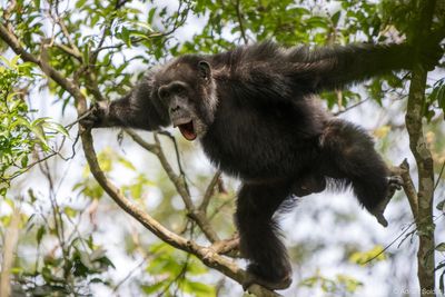 Chimpanzees can combine calls to communicate new meaning – study