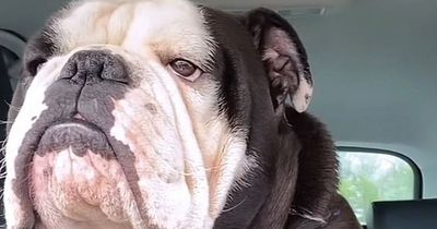 Grumpy Edinburgh dog has people in stitches after giving owner the silent treatment