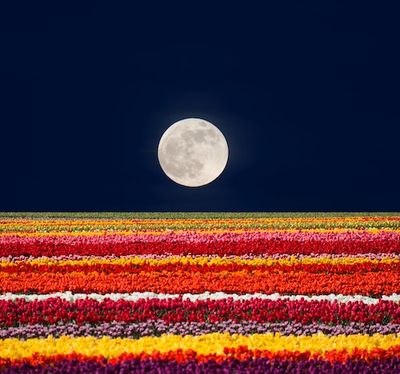 Flower Moon 2023: You Can't Miss This Week’s Stunning Full Moon and Eclipse