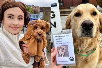 Dogs flock to polling stations with Star Wars outfits and photo ID
