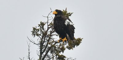 Vagrant, machine or pioneer? How we think about a roving eagle offers insights into human attitudes toward nature