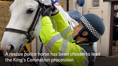 Rescue police horse called Wilbur chosen to lead King’s Coronation procession