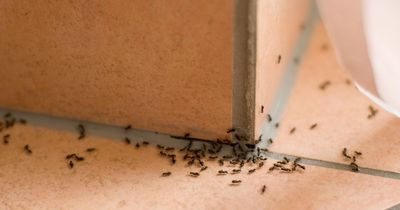 Mrs Hinch fans 'guarantee' ants will stay out of homes with £1 product