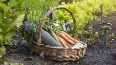 What's the best fertilizer for a vegetable garden? 9 top feeds to boost your harvests