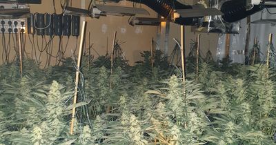 Two men arrested after police unearth huge suspected cannabis farm
