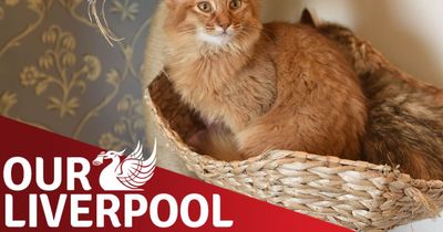 Our Liverpool: We're trying to find the cutest cats in Merseyside