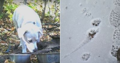 Three-legged dog missing for 246 days back home after rescuers follow paw prints in snow