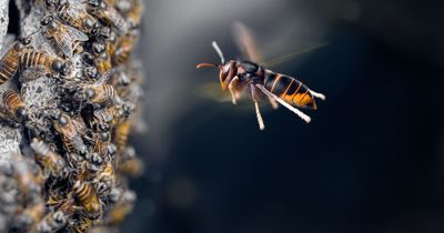 Passengers get stuck in delayed flight as staff struggle with huge swarm of bees