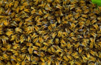 Swarm of bees delays Delta flight