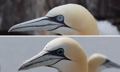 Irises of gannets that survive avian flu turn from blue to black, study finds