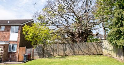 700-year-old oak tree used to spy on king's army could be chopped down for 3-bedroom home