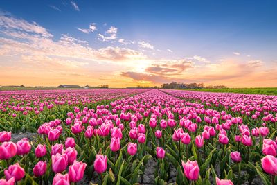 You can eat tulips? A short history