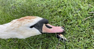 Awful pictures of swan with hook through beak lead to fishing tackle warning