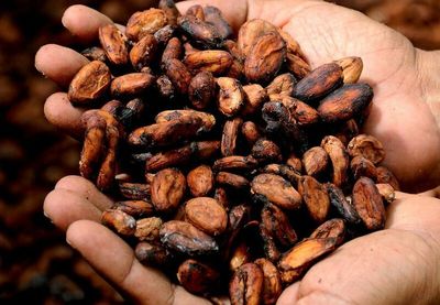 Cocoa Prices Climb on Heavy Rain in West Africa