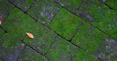 Gardener's £3.79 'no scrub' trick that removes moss from driveways and stops it returning