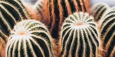 Friday essay: peyotes in suburbia – the secret world of Sydney's psychoactive cacti growers