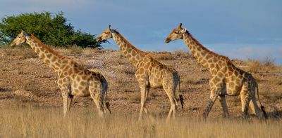 Research shows giraffes can use statistical reasoning. They're the first animal with a relatively small brain known to do this