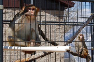 Research monkey shortage undermines US readiness, panel says