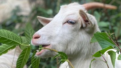 Goats deployed across Gold Coast hinterland, northern NSW help landowners tackle rampant weeds