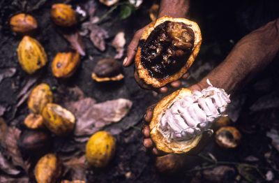 A ‘Last of Us’–style fungi outbreak could obliterate crops worldwide