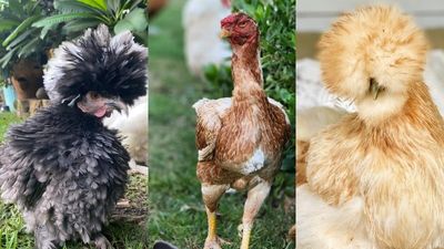 Bird lovers flock to search for Australia's Next Top Chicken to take beauty competition crown