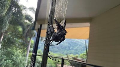 Golden orb spider spotted eating microbat in Far North Queensland