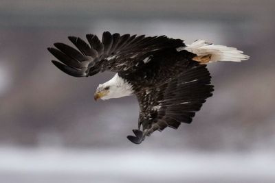 US seeks help to find out who shot 4 bald eagles in Arkansas