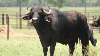 Prized buffalo semen destroyed accidentally after administration error